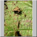 Notostira erratica - Weichwanze unten 01.jpg